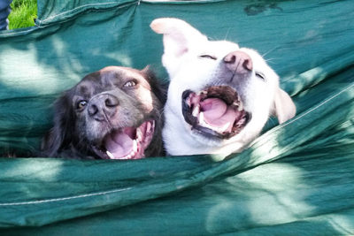 zwei glückliche Hunde in der Hängematte