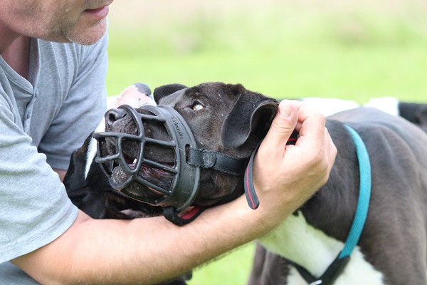 Maulkorb (er)tragen › Hundetraining &amp; Hundebetreuung Zehengänger GbR