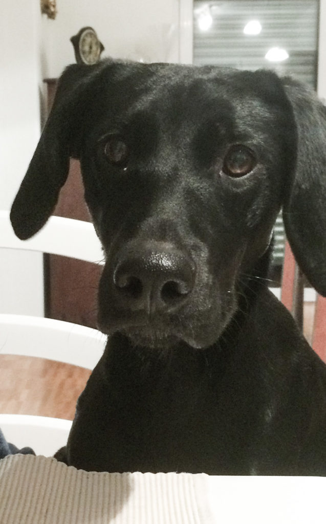 Kundenfeedback Hund Josy