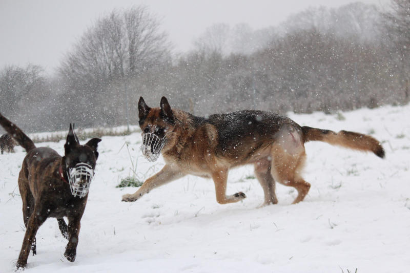 Hunde mit Maulkorb beim spielen in der Zehengänger Sozialisationsgruppe