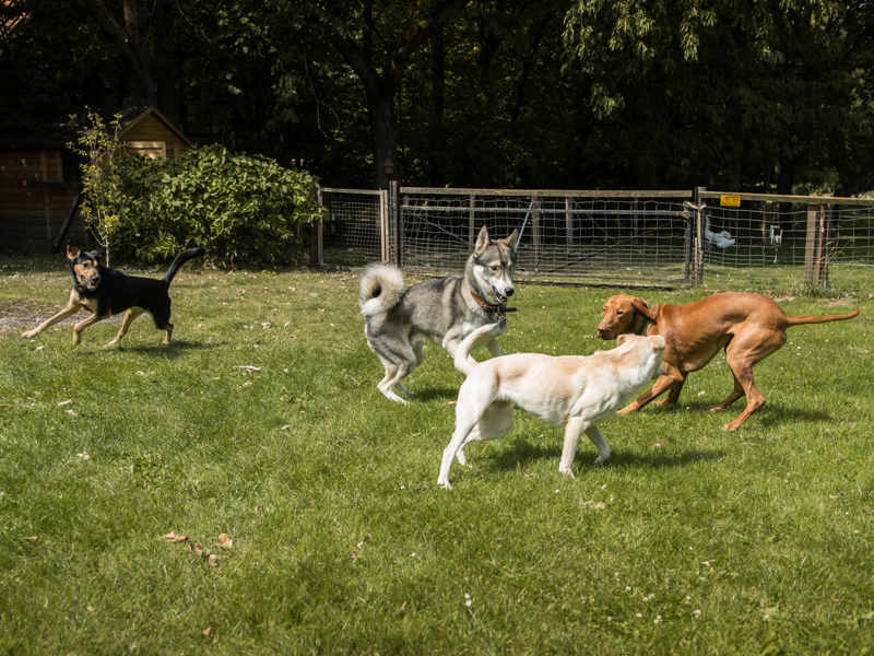 Spielende Hund bei einer Zehengänger Trainingseinheit "Sozialarbeit"