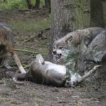 Wölfe bei fressen
