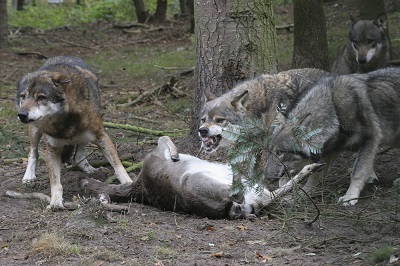 Wölfe bei fressen