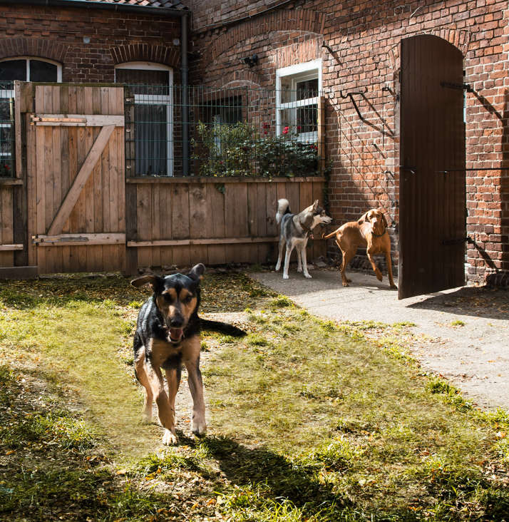 Auslauf im Innenhof der Zehengänger Hundepension