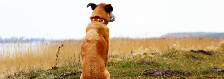 Hund sitzt am Ufer - Trainingsablauf beim Hundetraining Zehengänger