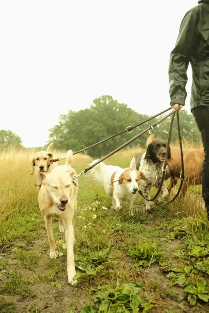 Gassi gehen bei Regen in der Hunde Tagesbetreuung