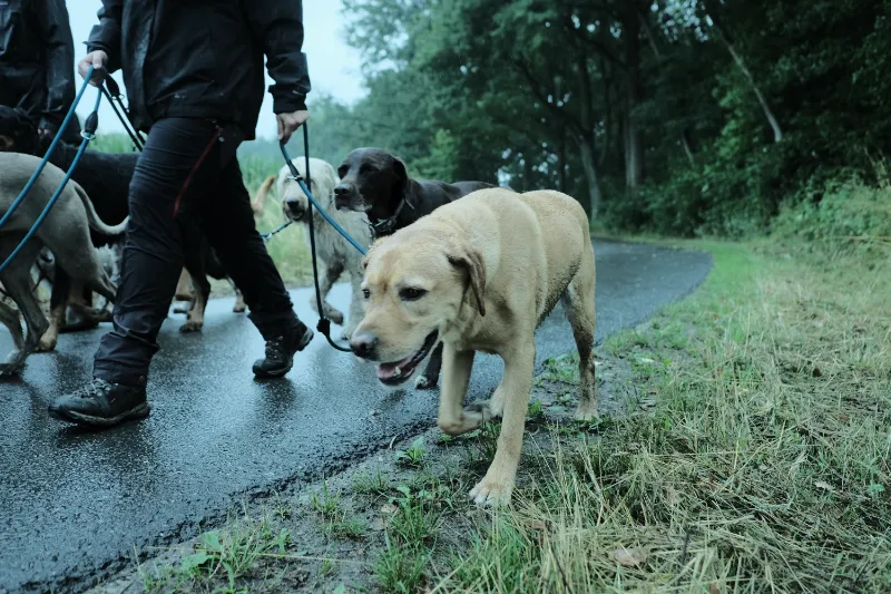 Zehengaenger Hundebetreuung beim spazieren gehen mit einer Gruppe Hunde
