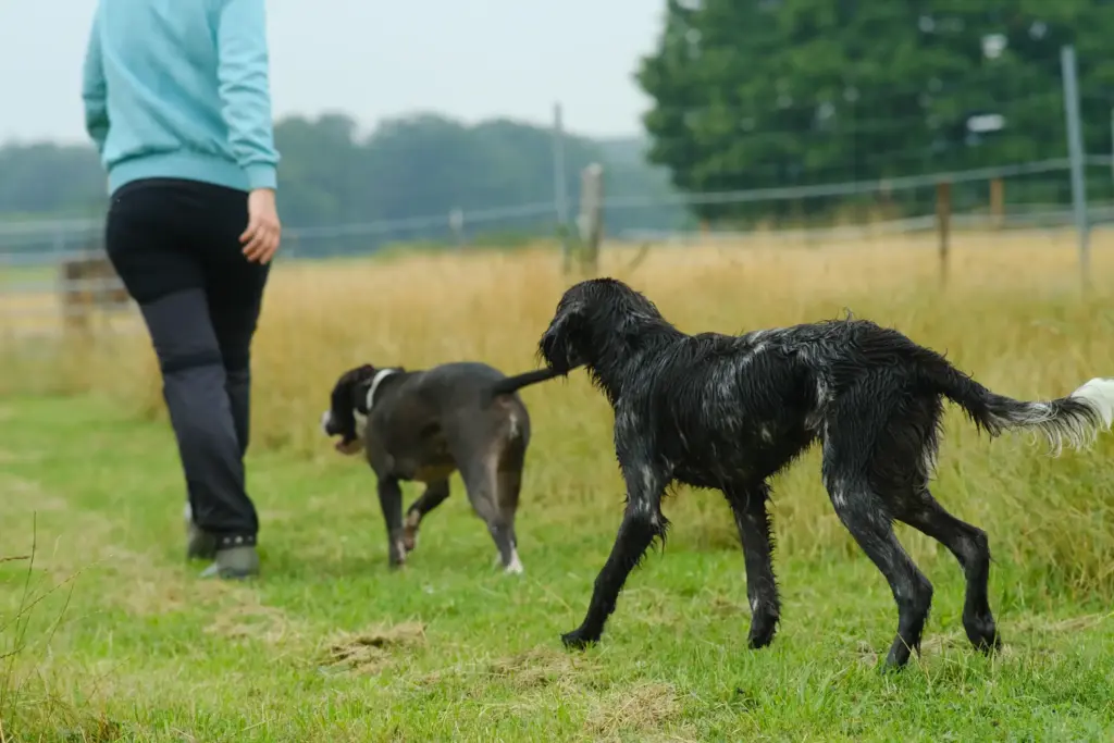Hunde auf der Freilauffläche