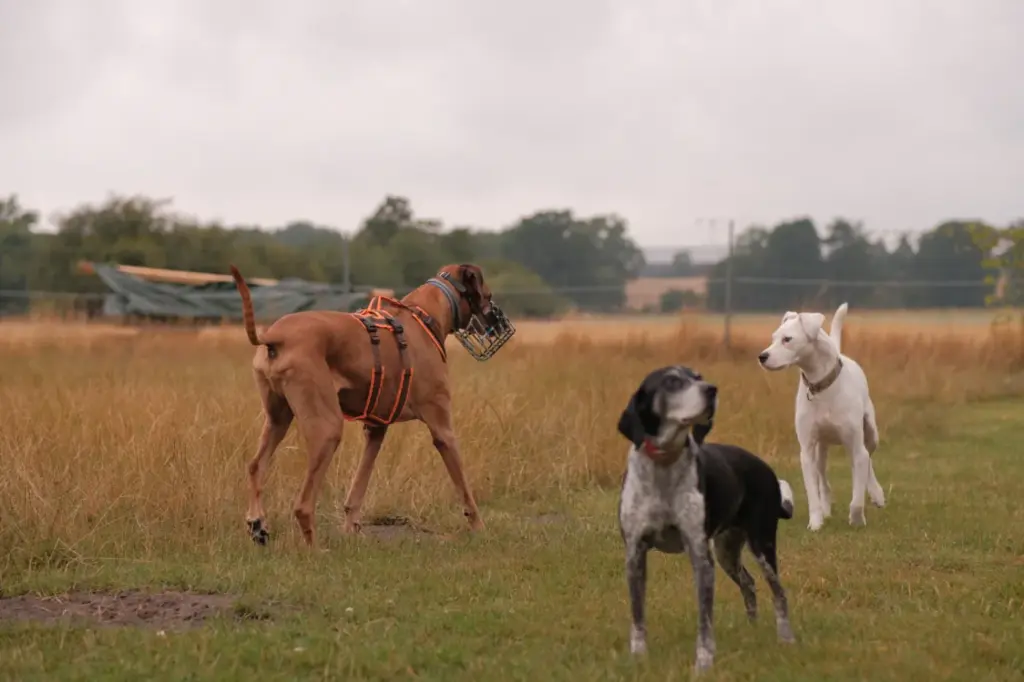 Hund mit Maulkorb im Sozialkontakt mit anderen Hunden