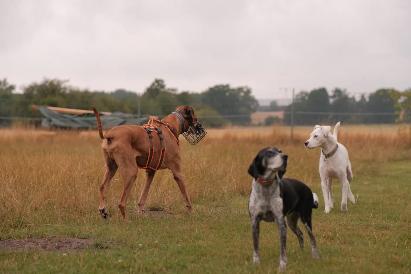 Hund mit Maulkorb im Sozialkontakt mit anderen Hunden