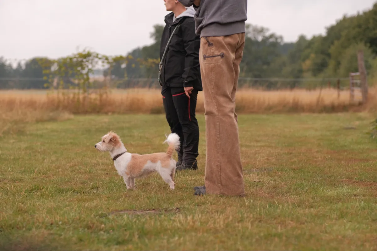 Keiner Hund im Hundetraining