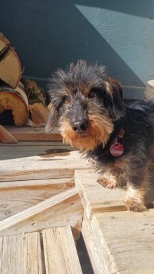 Zufriedener Gast: Snorre